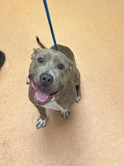 A young medium-sized female Pit Bull Terrier dog named Nina for adoption in Martinez, CA