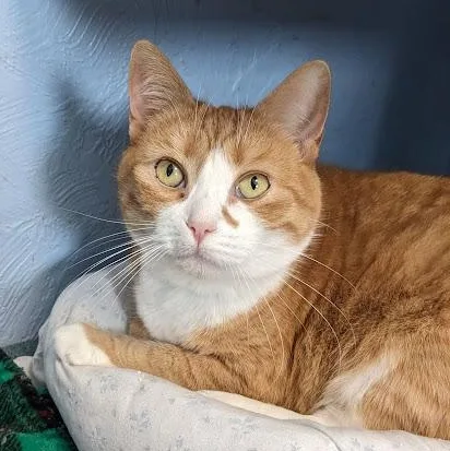 Macaroni thumbnail 2