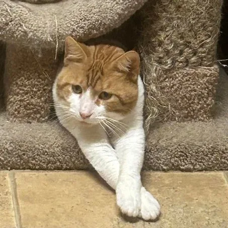 Macaroni thumbnail 3