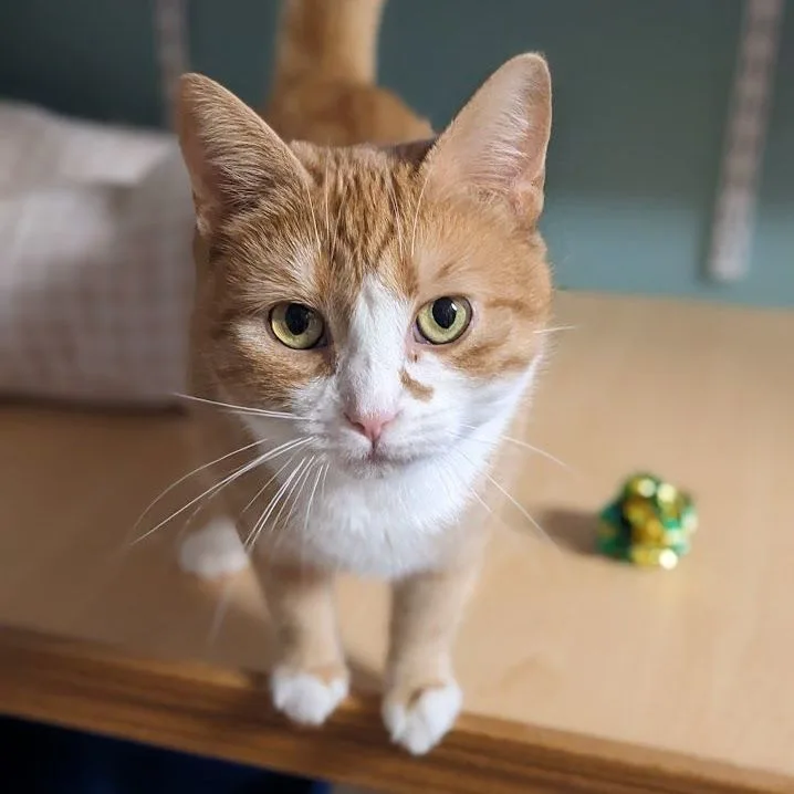 Macaroni thumbnail 4