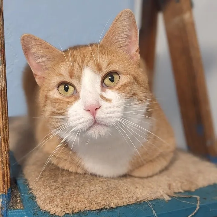 Macaroni thumbnail 5