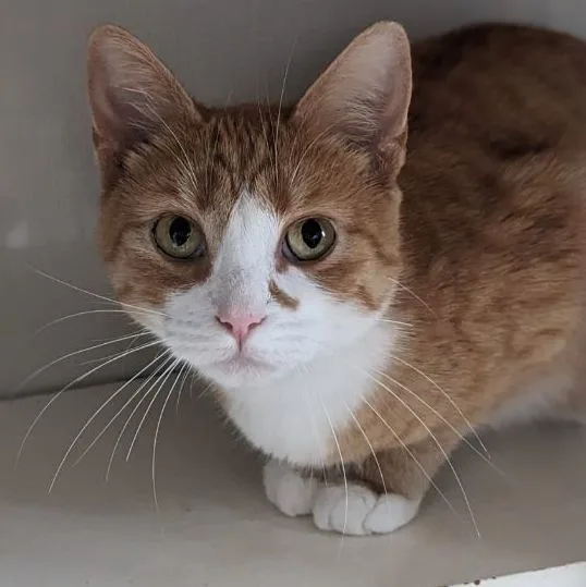 Macaroni thumbnail 6