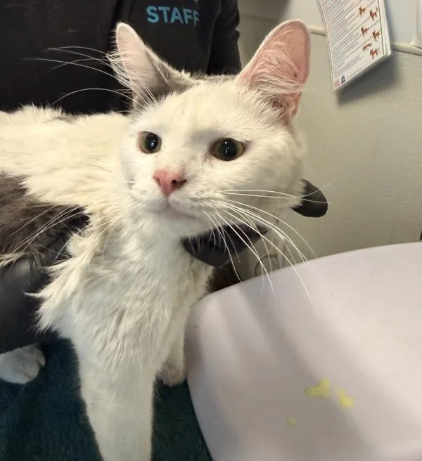 An adult medium-sized male Domestic Short Hair cat named Tony Powell for adoption in San Diego, CA
