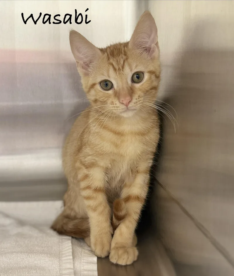 A baby medium-sized male Tabby (Orange / Red) Domestic Short Hair cat named Wasabi for adoption in Pawleys Island, SC