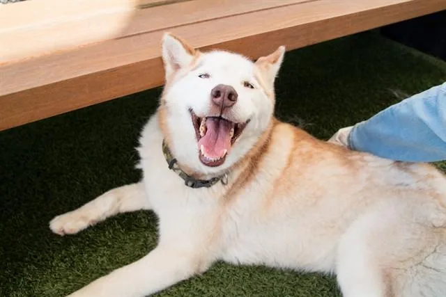 A young large-sized male Siberian Husky dog named Hummus for adoption in Santa Monica, CA