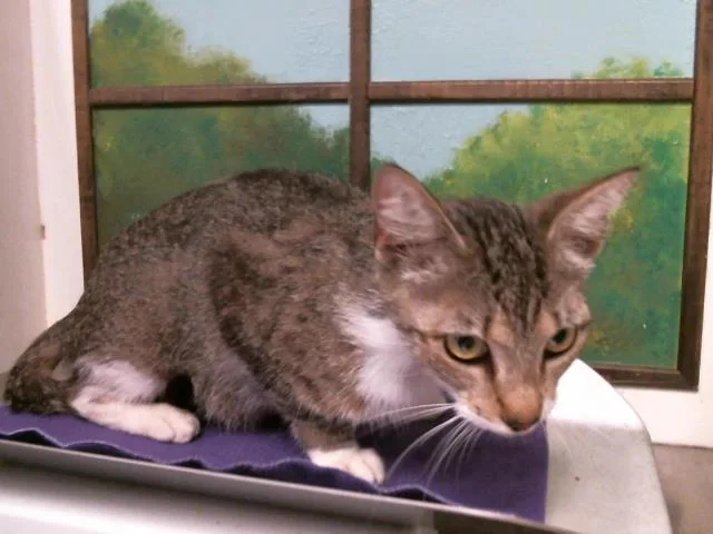 A young medium-sized female Domestic Short Hair cat named Julia for adoption in Houston, TX