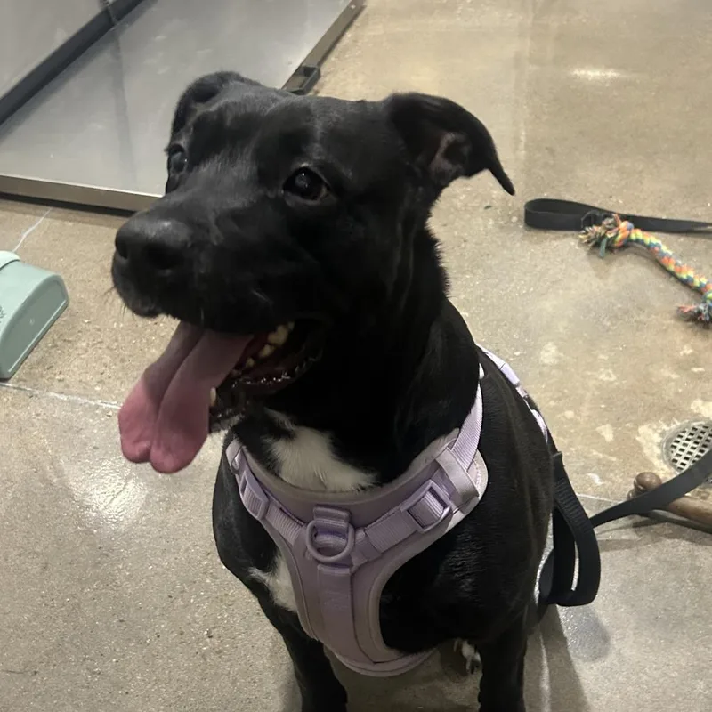 Tinkerbelle thumbnail 2