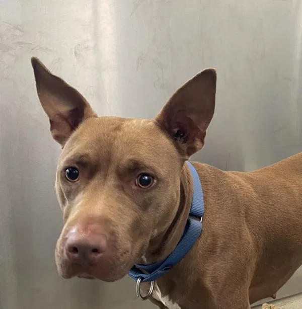 A young medium-sized female Pit Bull Terrier dog named Mocha for adoption in El Cajon, CA