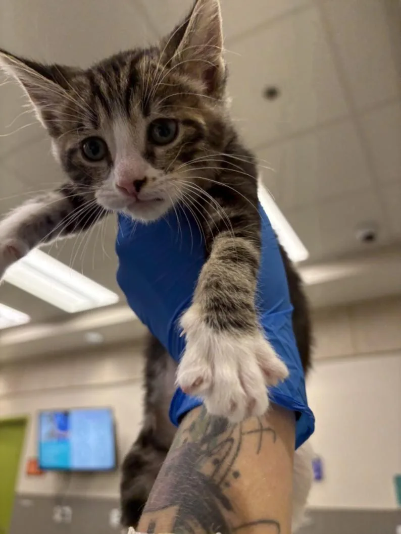 A baby small-sized male Domestic Short Hair cat named Bender for adoption in Las Vegas, NV
