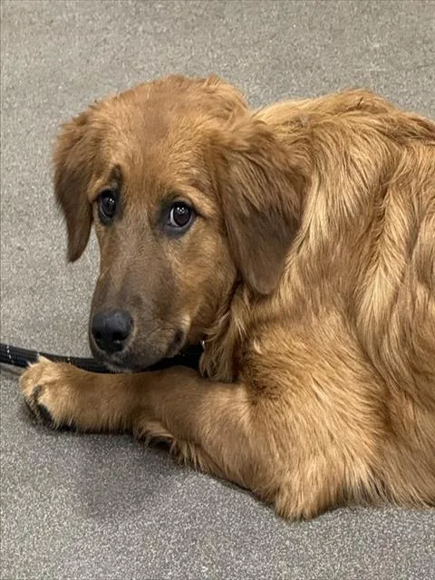 A young medium-sized female Australian Shepherd dog named Lil for adoption in Upper Marlboro, MD