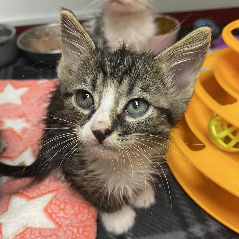 A baby small-sized female Brown / Chocolate Domestic Short Hair cat named Marvis for adoption in Norfolk, NE