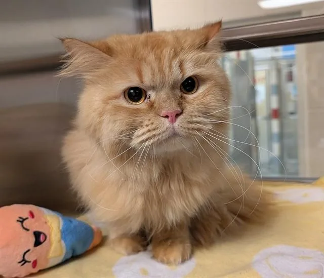 An adult medium-sized male Persian cat named Toby A for adoption in Plano, TX
