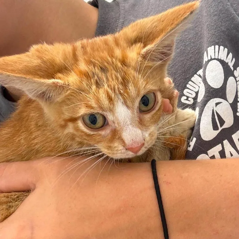 A baby small-sized male Buff / Tan / Fawn Domestic Short Hair cat named Buzz for adoption in Rocky Mount, VA