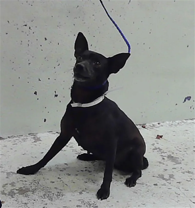 An adult small-sized female Chihuahua dog named Teeny for adoption in Houston, TX