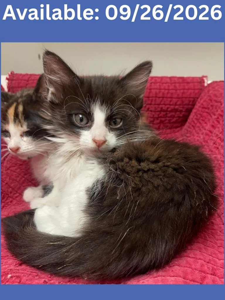 A baby medium-sized male Domestic Long Hair cat named Cat Condo for adoption in Greenville, TX