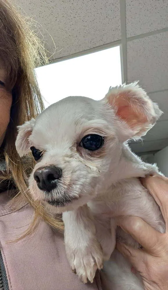 Dolly