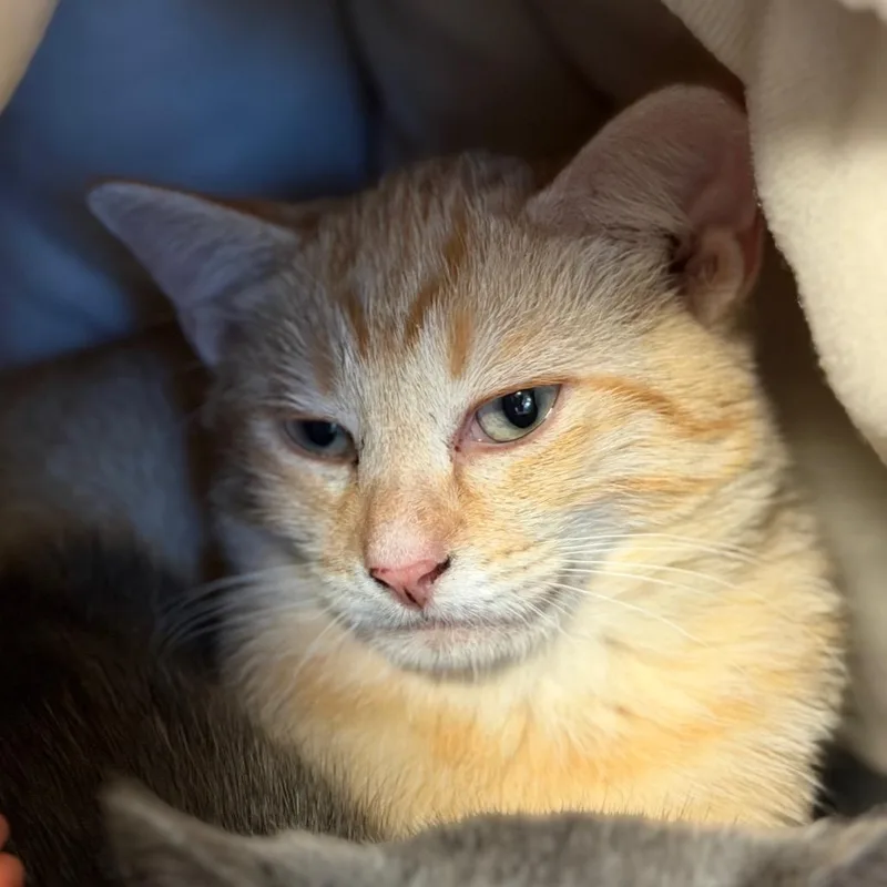 A baby small-sized male Orange / Red Domestic Short Hair cat named Rusty for adoption in South Elgin, IL