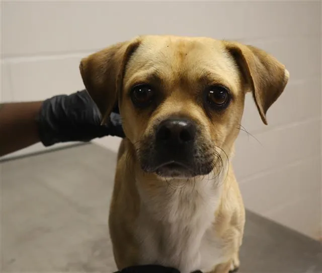 A young small-sized male Mixed Breed dog named Waffles for adoption in Columbia, SC