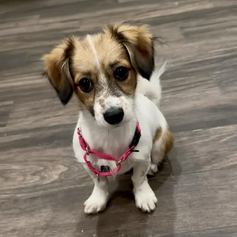 A baby small-sized female Tricolor (Brown, Black, & White) Havanese dog named Honey for adoption in Pelham, NH
