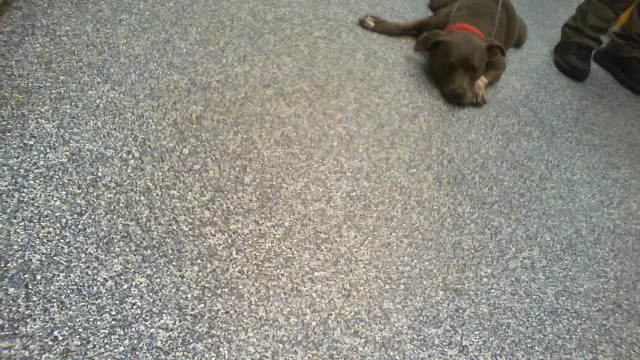 A young medium-sized female Pit Bull Terrier dog named A for adoption in Charlotte, NC