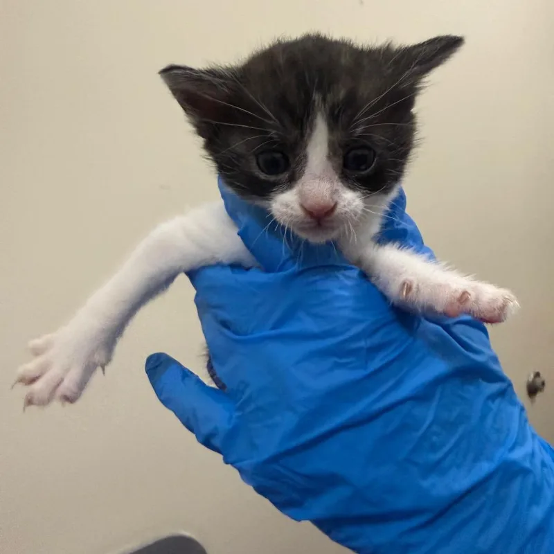 A baby small-sized male Brown / Chocolate Domestic Short Hair cat named Seal for adoption in Upland, CA