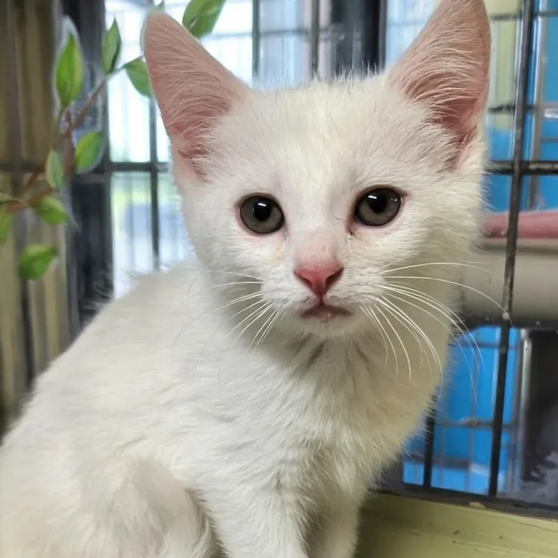 A baby small-sized female White Domestic Short Hair cat named Chiclet for adoption in West Jefferson, OH