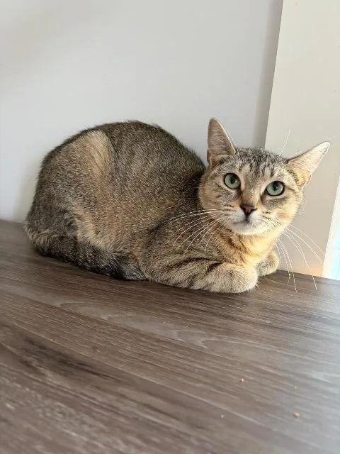A young medium-sized female Domestic Short Hair cat named Leeloo for adoption in Pawtucket, RI