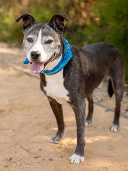 A senior medium-sized male Mixed Breed dog named Jumper for adoption in Atlanta, GA