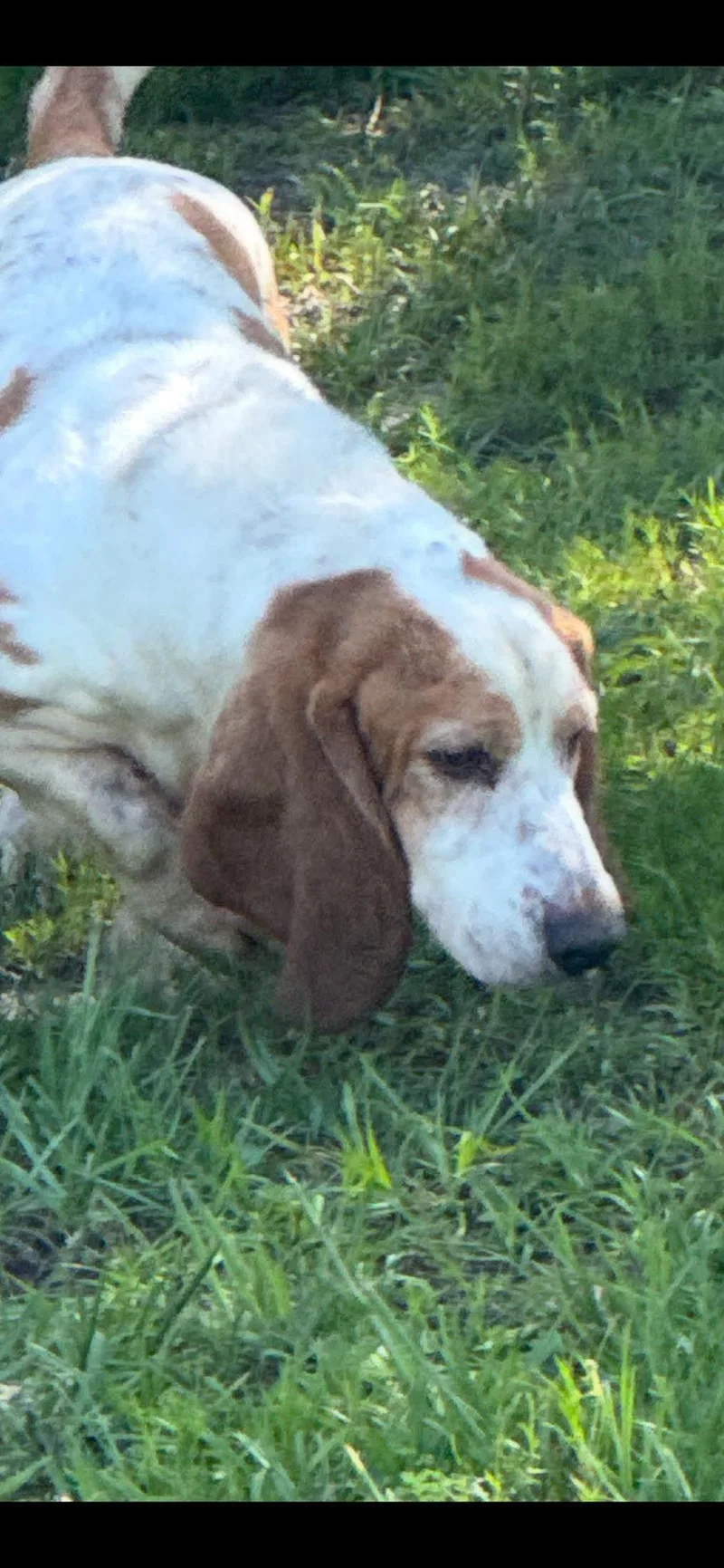 A young medium-sized male Basset Hound dog named Huck for adoption in Valrico, FL