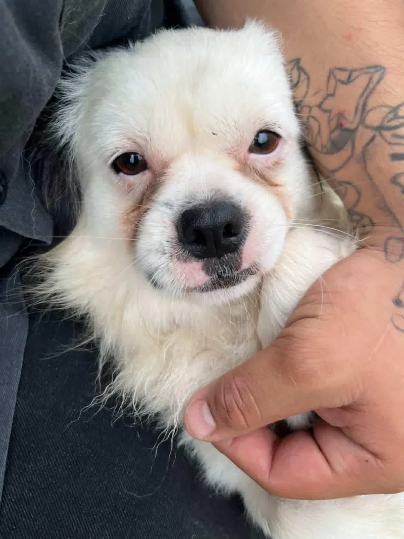 An adult small-sized male Pekingese dog named Pax for adoption in Gainesville, VA