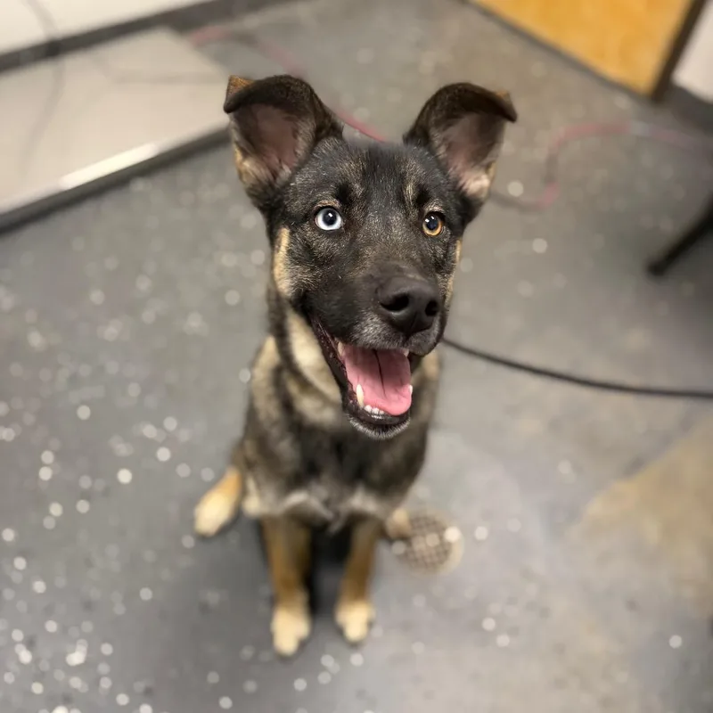 A young medium-sized female Black Mixed Breed dog named Gabby for adoption in Columbiana, AL