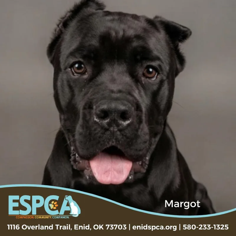An adult large-sized female Black Cane Corso dog named Margot for adoption in Enid, OK