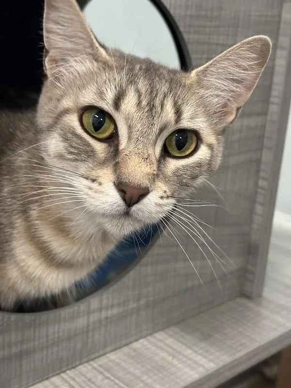 An adult medium-sized female Tabby (Gray / Blue / Silver) American Shorthair cat named Amari for adoption in Chicago, IL