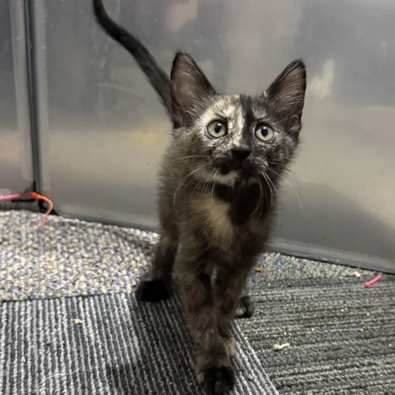 A baby medium-sized female Tortoiseshell cat named Evangeline for adoption in Brentwood, CA