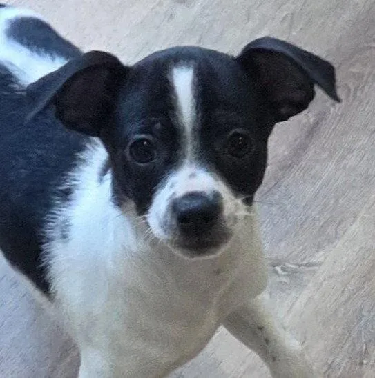 A baby small-sized male Chihuahua dog named Hercules for adoption in Sayreville, NJ