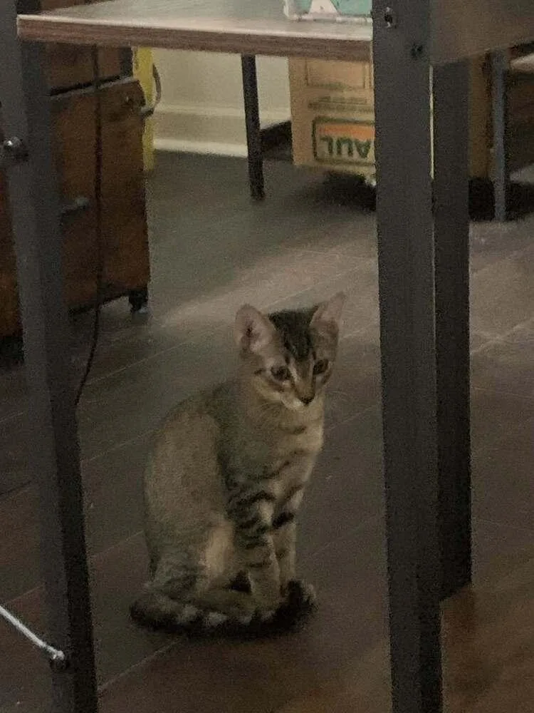 A baby small-sized male Domestic Short Hair cat named Dusty for adoption in Scott, LA