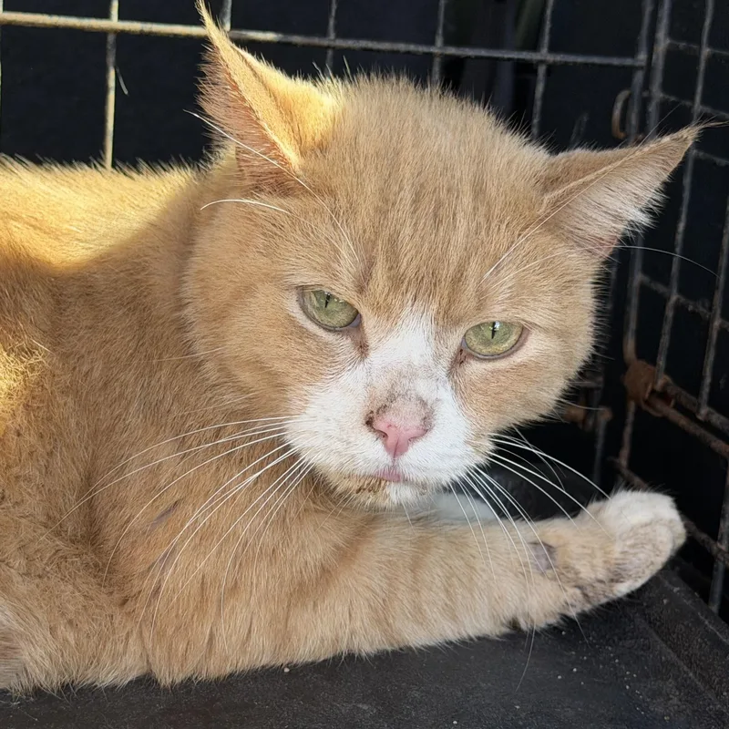 An adult medium-sized male Orange & White Tabby cat named Tofu Tiger for adoption in Columbia, SC