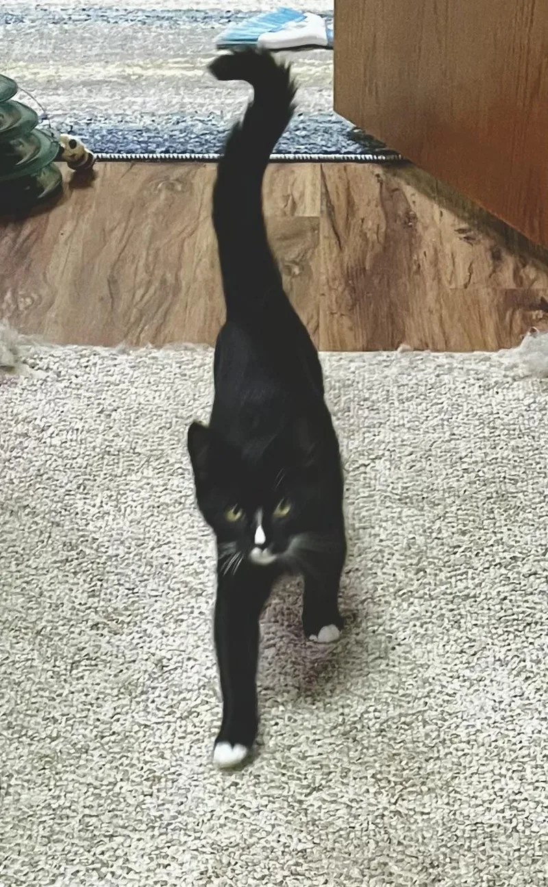 A baby small-sized female Black & White / Tuxedo Domestic Short Hair cat named Kumari for adoption in Faribault, MN