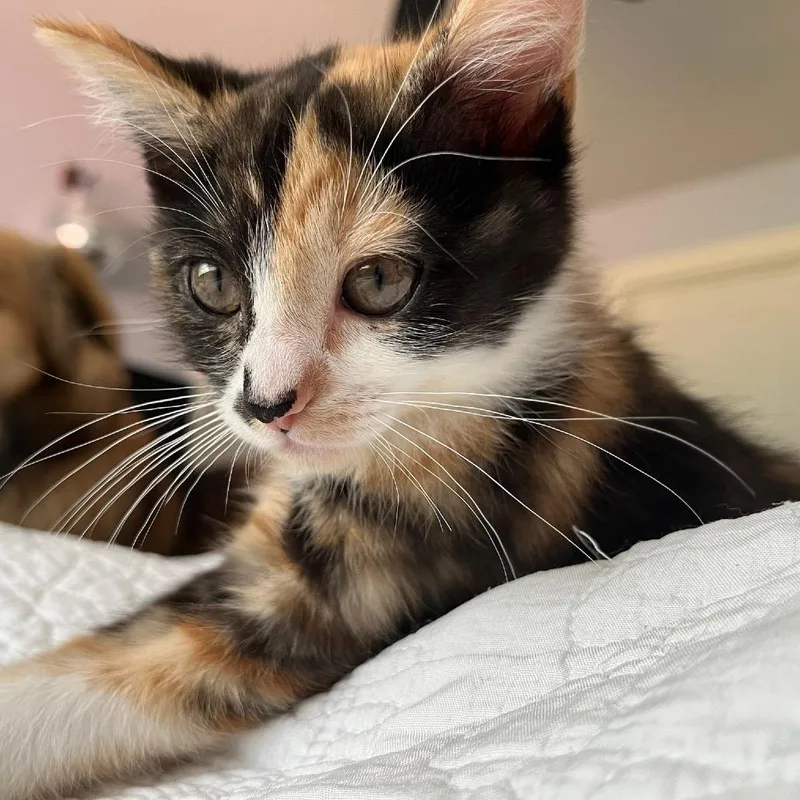A baby small-sized female Calico Domestic Short Hair cat named Peach for adoption in Pleasant Hill, CA