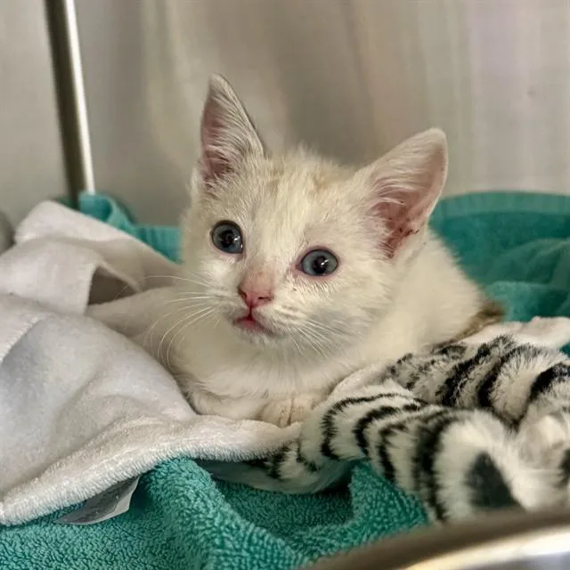 A baby small-sized male Domestic Short Hair cat named Mik for adoption in Riverside, CA