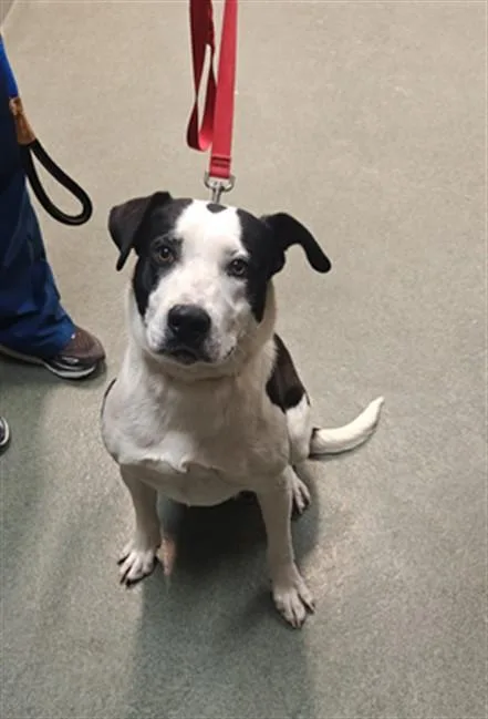 A young medium-sized female Mixed Breed dog named Storm for adoption in Santa Fe, NM