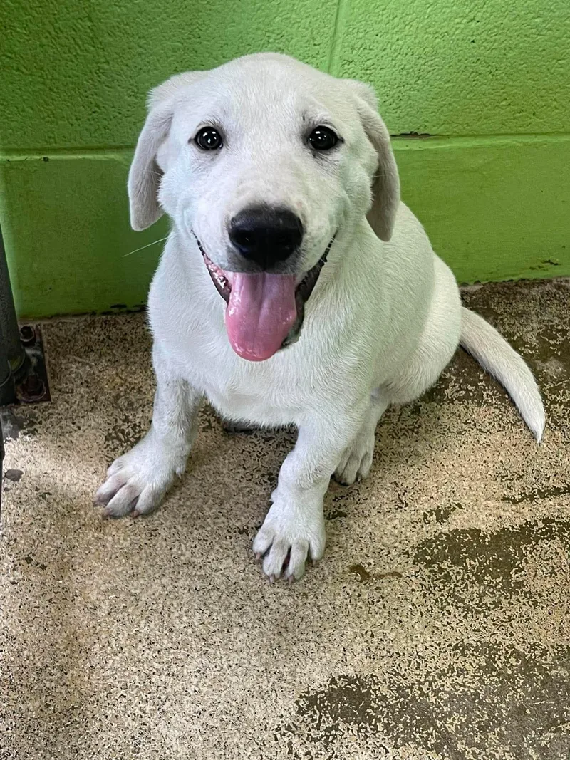 A baby medium-sized male White / Cream Australian Shepherd dog named Caz for adoption in Fort Payne, AL