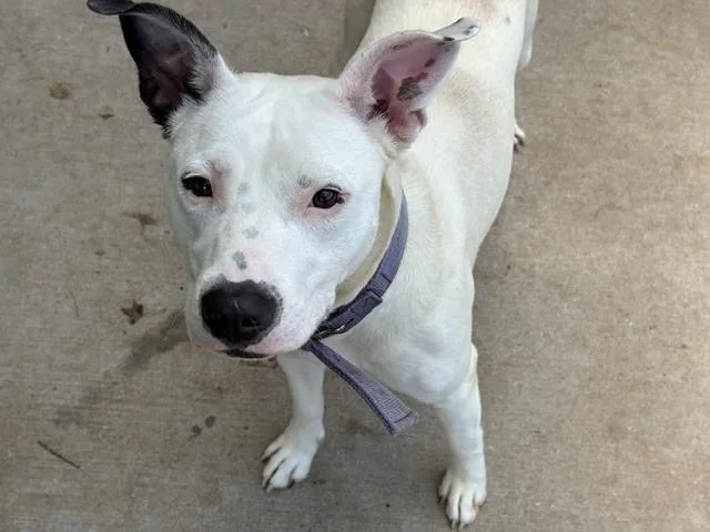 A young medium-sized female Dogo Argentino dog named Maxine for adoption in Tulsa, OK