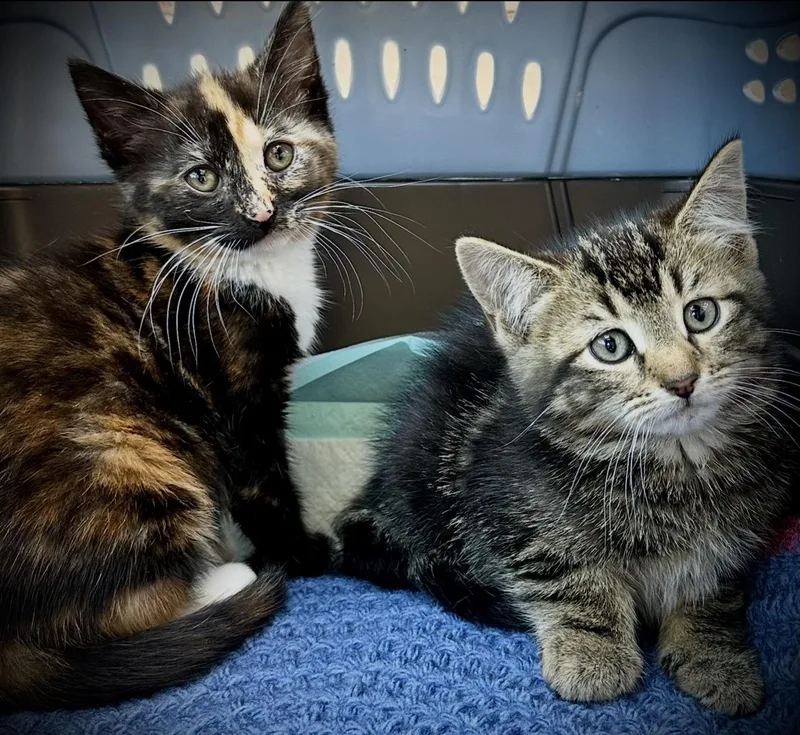 A baby medium-sized female Calico cat named Harley Quinn and Flash for adoption in Buffalo, NY