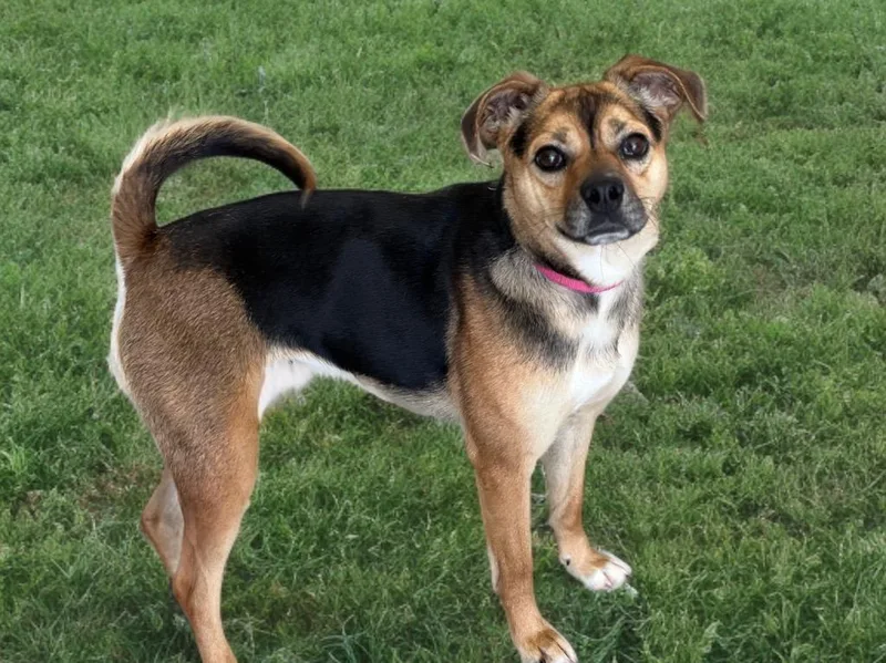 An adult small-sized female Mixed Breed dog named Roxie for adoption in Dalton, GA