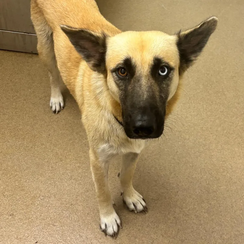 A young medium-sized female Yellow / Tan / Blond / Fawn Husky dog named Cosette for adoption in Corpus Christi, TX