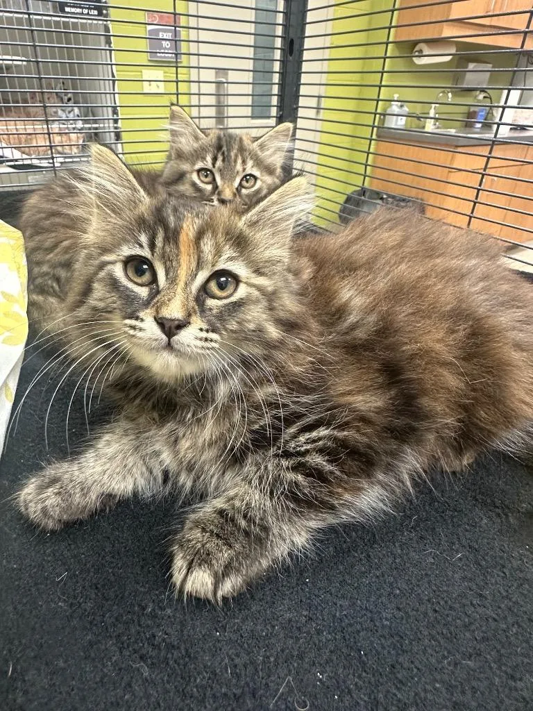 A baby small-sized female Domestic Short Hair cat named Ava for adoption in Johnson City, TN