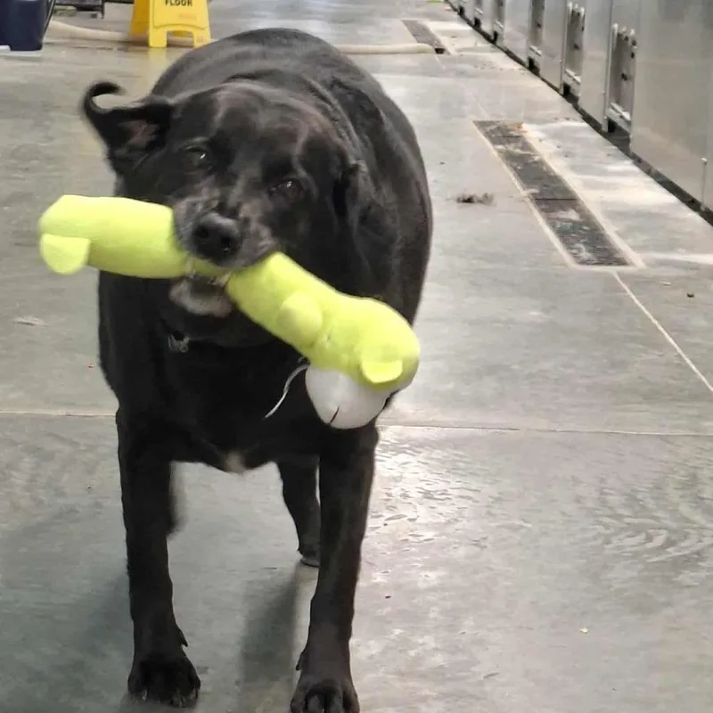 An adult small-sized female Black Black Labrador Retriever dog named Millie for adoption in Hannibal, MO