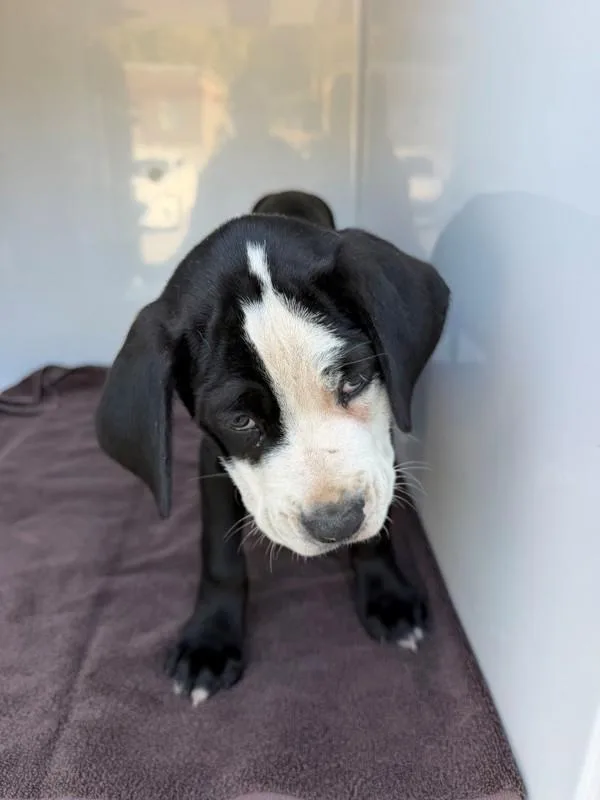 A baby small-sized male Labrador Retriever dog named Pen for adoption in Lawrenceville, GA