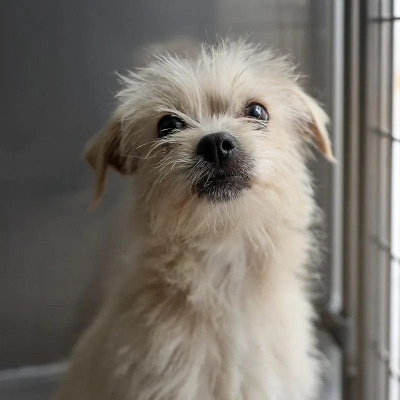 A young small-sized female White / Cream Terrier dog named Trixie for adoption in Bradenton, FL